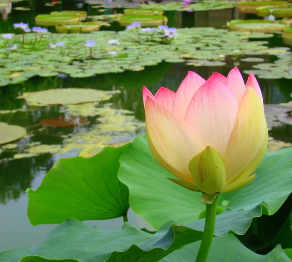 Lily Lotus Flower Pond Flora — Stock Photo, Image