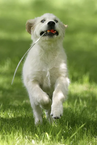 かわいい犬の肖像画 — ストック写真