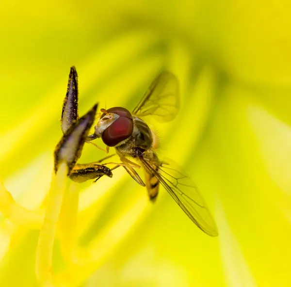 Mouche Flottante Jaune — Photo