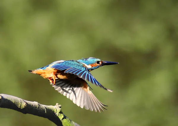 male kingfisher flies in the evening light