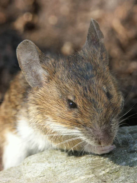 Nahaufnahme Einer Maus — Stockfoto