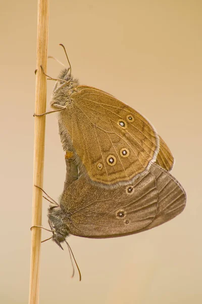 Schoorsteenveger Vlinder Flora Insect — Stockfoto