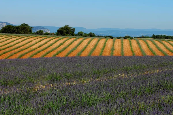 Fleurs Violettes Lavande Fleurs Violettes Provence — Photo