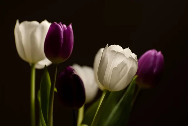 Beautiful Botanical Shot Natural Wallpaper — Stock Photo, Image