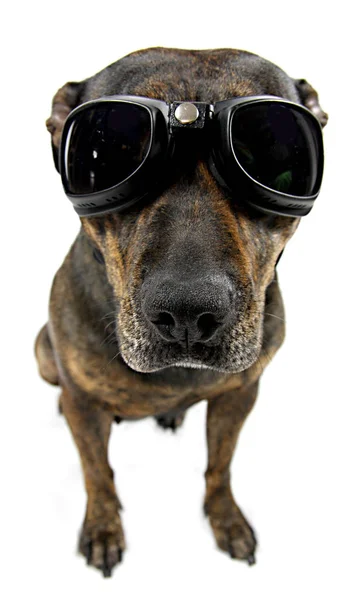 Портрет Собаки Солнцезащитных Очках Изолированных Белом — стоковое фото
