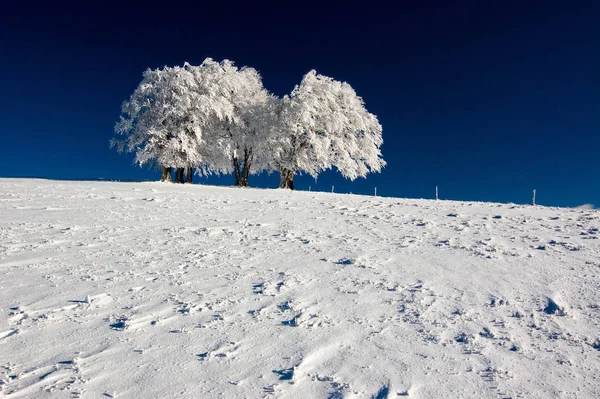 Bella Vista Della Scena Della Natura — Foto Stock