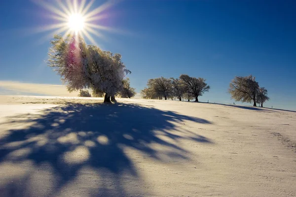 Paesaggio Invernale Con Alberi Neve — Foto Stock