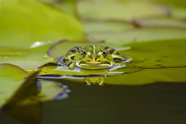 Lírio Água Flores Lago Flora Natureza — Fotografia de Stock