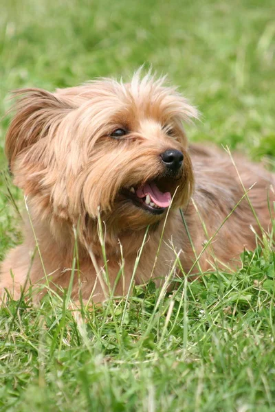 Portrait Cute Dog — Stock Photo, Image