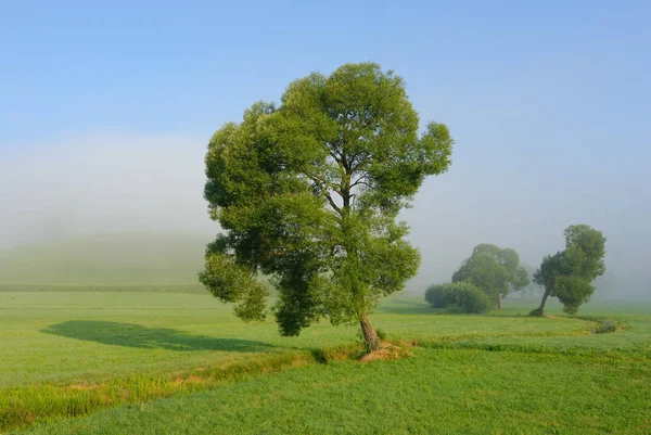 Salici Argento Nella Nebbia Del Mattino — Foto Stock