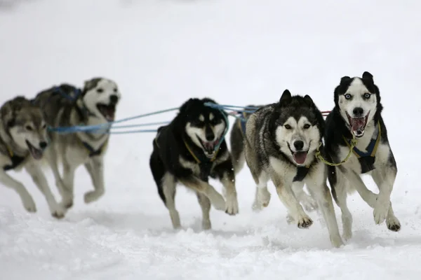 一群在雪地里的狗 — 图库照片