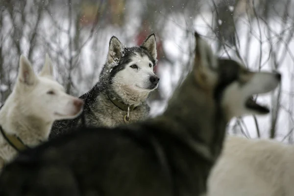 Outdoor Shot Van Schattige Honden — Stockfoto