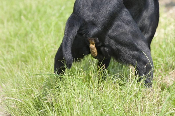 Vista Panorámica Lindo Cachorro Perro — Foto de Stock