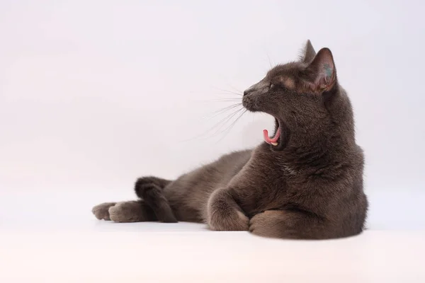 Simon Die Katze — Stockfoto