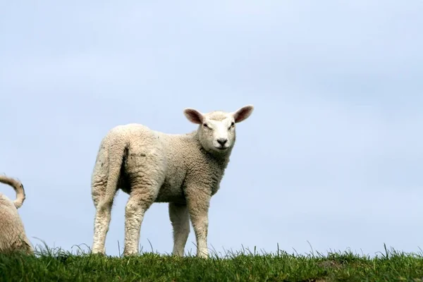 Jonge Dieren Selectieve Focus — Stockfoto