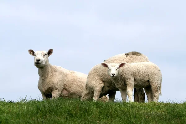 Jonge Dieren Selectieve Focus — Stockfoto