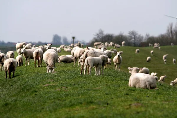 Animales Jóvenes Enfoque Selectivo — Foto de Stock