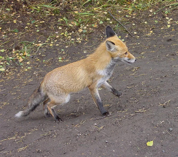 Kangourou Dans Ville — Photo