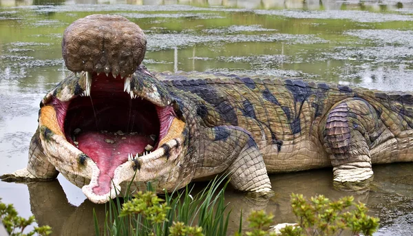 Crocodilo Jacaré Carnívoro Animal — Fotografia de Stock