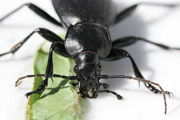 Close Van Een Insect Wilde Natuur — Stockfoto