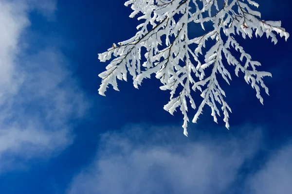 Vinterlandskap Med Snötäckta Träd — Stockfoto