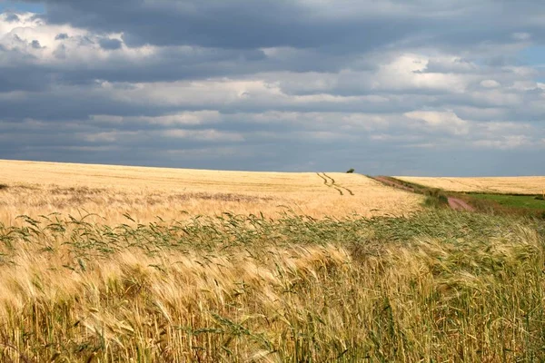 Красивий Ботанічний Знімок Натуральні Шпалери — стокове фото