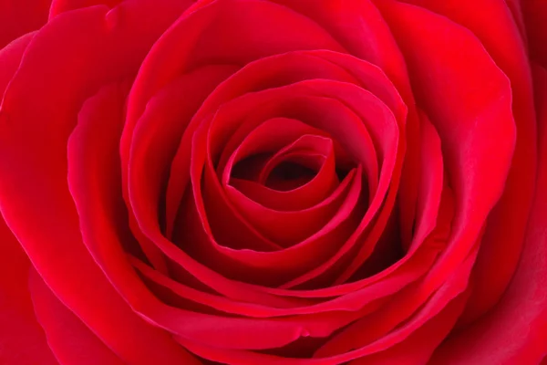 Vibrant Red Rose Close — Stock Photo, Image