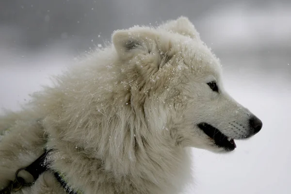 Neve Branca Coberto Geada Inverno Chão — Fotografia de Stock