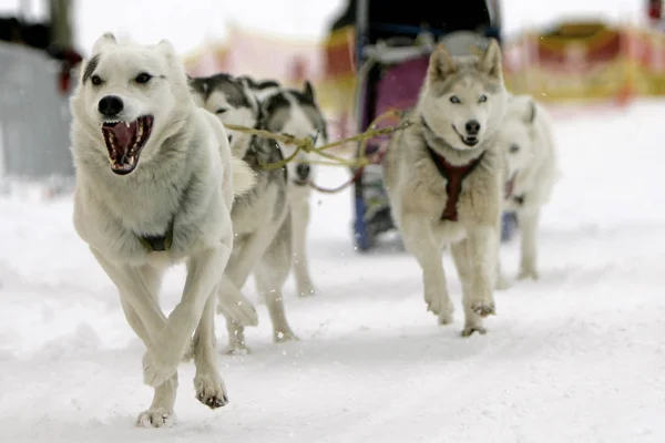 Husky Hund Djur Husdjur — Stockfoto