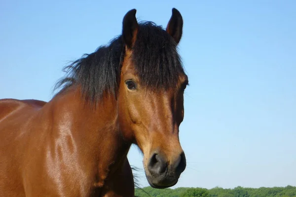 Schattig Paard Wilde Natuur — Stockfoto