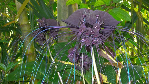 Цветок Черной Летучей Мыши Необычное Редкое Домашнее Растение Излучает Экзотическое — стоковое фото