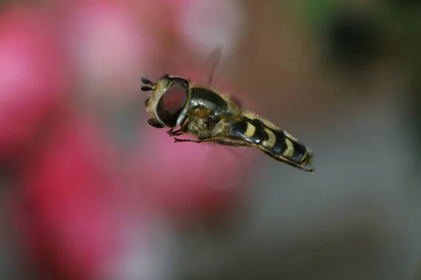 Hoverfly Πλησιάζει Ένα Λουλούδι — Φωτογραφία Αρχείου