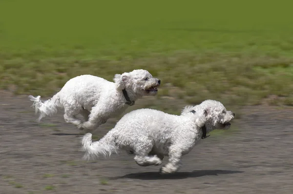 Zwei Hunde Laufen Auf Dem Feld — Stockfoto