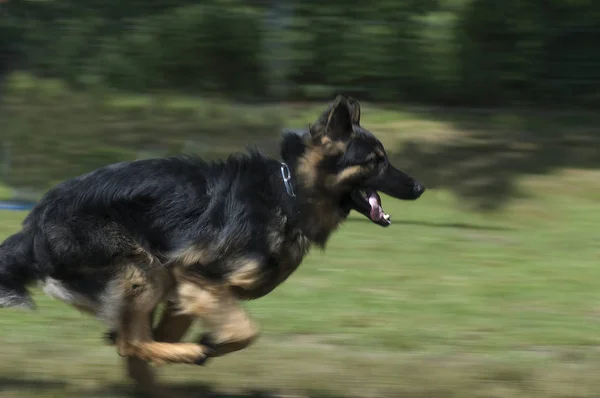 Porträtt Söt Hund — Stockfoto