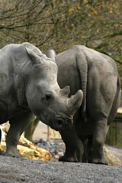 Afrikaanse Dier Neushoorn Schepsel Fauna — Stockfoto