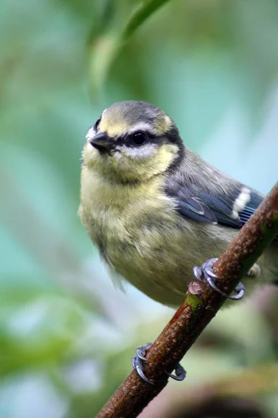 Scenic View Beautiful Blue Tit Nature — Zdjęcie stockowe