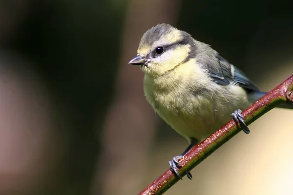 Vue Panoramique Sur Magnifique Oiseau Souris Espagnole — Photo