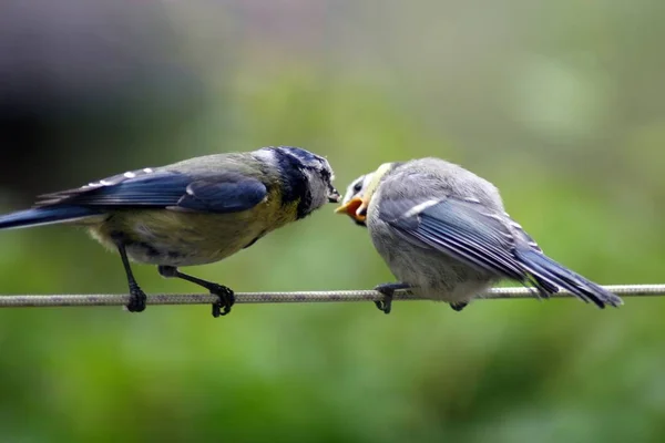 屋外での鳥の絵のようなショット — ストック写真