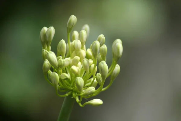 Bellissimi Fiori Sfondo Concetto Floreale — Foto Stock