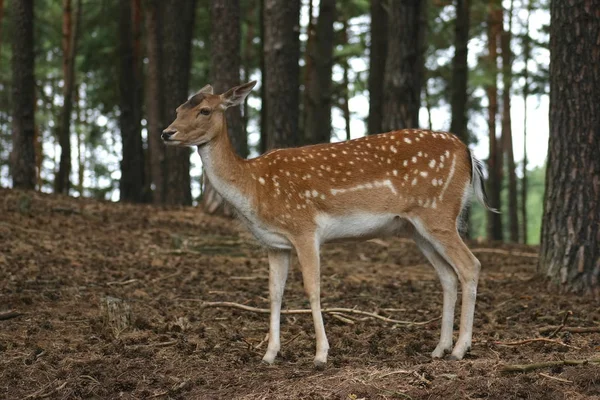Fallow Deer Forest — Stock Photo, Image