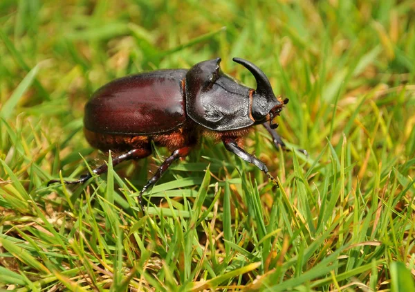 珍しいカブトムシ 35年ほど前に最後のサイの甲虫を見ました — ストック写真