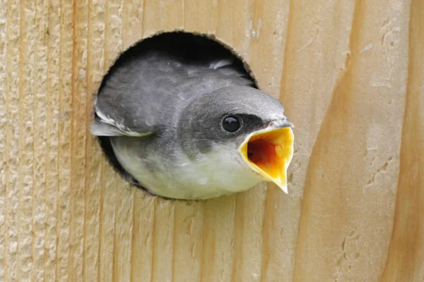 Schilderachtig Uitzicht Prachtige Vogel Natuur — Stockfoto