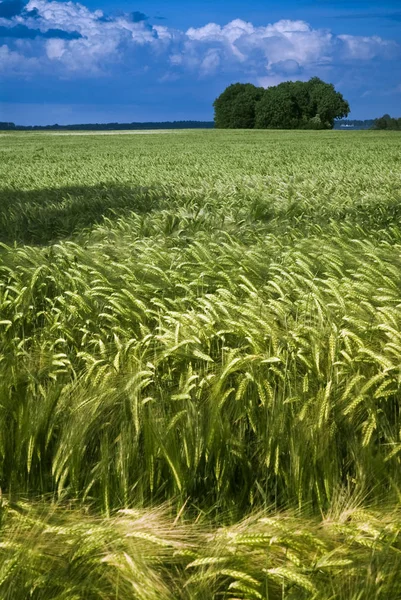 Vendemmia Autunnale Selettiva — Foto Stock