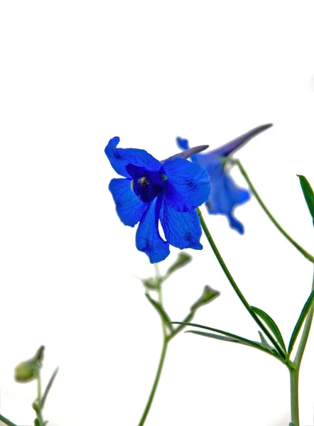 美しい花 花のコンセプトの背景 — ストック写真