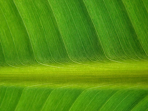 Verde Tropical Palma Folha Fundo — Fotografia de Stock