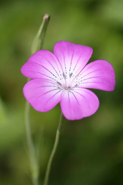 flowers portrait of kornrade