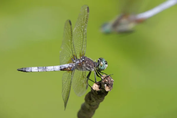 Bug Della Natura Con Ali Insetti Della Natura — Foto Stock