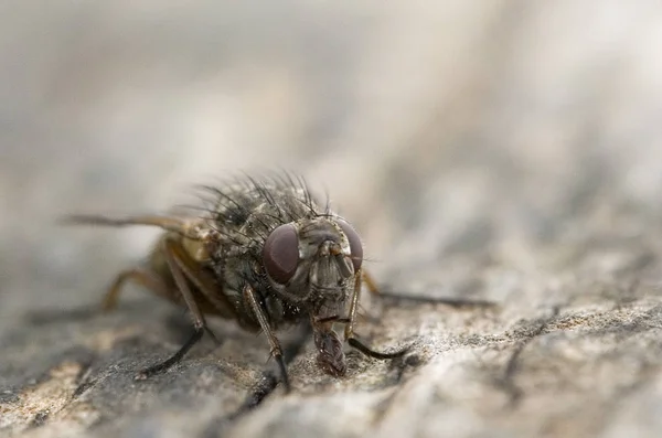 Close Bug Natureza Selvagem — Fotografia de Stock