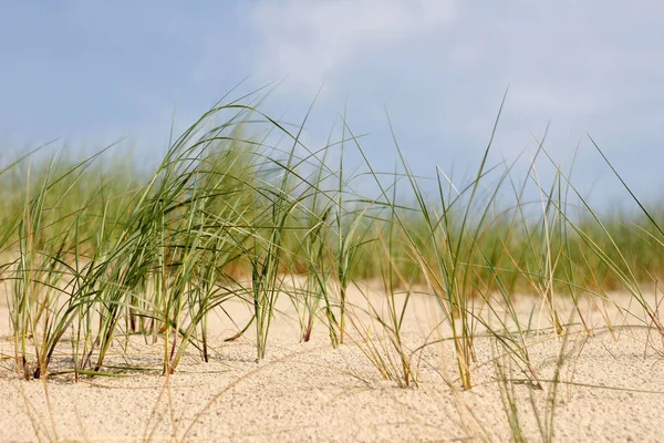 Panoramisch Uitzicht Duinen Selectieve Focus — Stockfoto