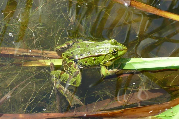 Grenouille Amphibien Étang Animal — Photo